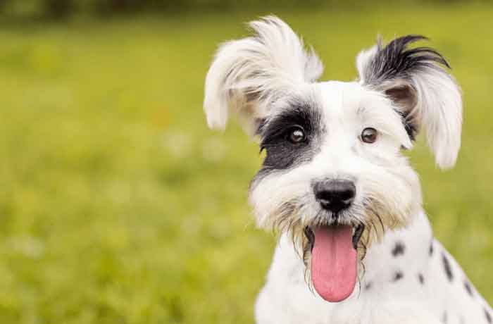 Stéarinerie Dubois (@stearineried) on Twitter photo Did you know <a href="/StearinerieD/">Stéarinerie Dubois</a> Dubois is producing excipients for animal health products?
Our experts in veterinary formulations will be present during CPHI Madrid.
We will be pleased to meet you in our Booth 8C87 to discuss with you. #CPhIWW @CPhIWW Did you know <a href="/StearinerieD/">Stéarinerie Dubois</a> Dubois is producing excipients for animal health products?
Our experts in veterinary formulations will be present during CPHI Madrid.
We will be pleased to meet you in our Booth 8C87 to discuss with you. #CPhIWW @CPhIWW