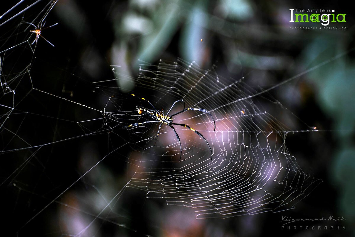imagiavijay's tweet photo. #imagia #photographers  #spidernation #spidernature #spiderworld @spider_of_insta @_arachnophobia_ #naturephotography #nature #spiderman #spiders #spiders #thehindu  #vijayanandnaikphotography #vijayakarnataka #nikon #nikonphotography https://t.co/scfZxWaC9z