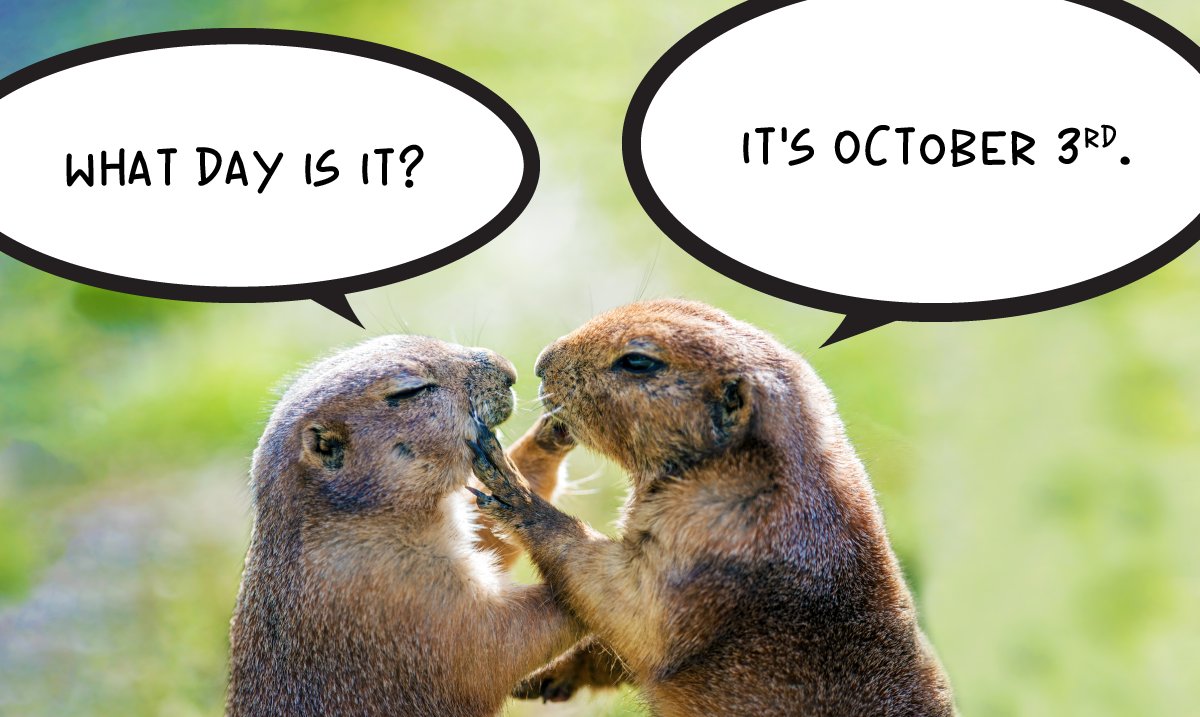 Happy #October3rd and #WildlifeWednesday Canada! The #groundhog, also known as a woodchuck, whistle-pig or land beaver, is normally brown in colour but can be completely white or completely black. Except for Wednesdays - on Wednesdays they wear pink.