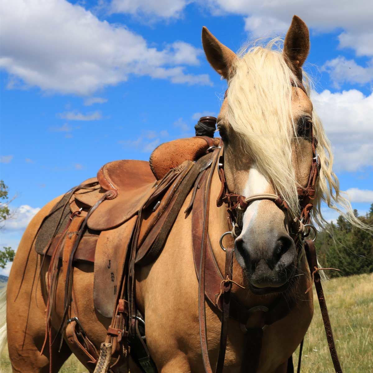 BigDeeTack's tweet photo. What's your favorite way to spend time with your horse? Showing? Trail riding? Driving? Let us know! 
#bigdeestack #bitlessbridle #justindunn #ridingdisciplines https://t.co/or3OmxpJJ4