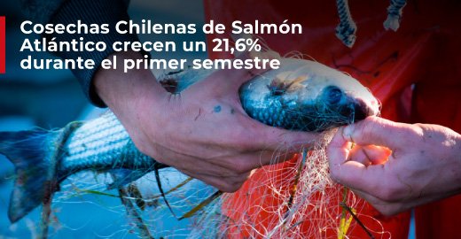 codepackchile's tweet image. Las cosechas de salmónidos a junio de 2018, experimentaron un incremento de un 19%, alcanzando las 384.667 toneladas...
Más en codepack.cl/noticias/salmo…