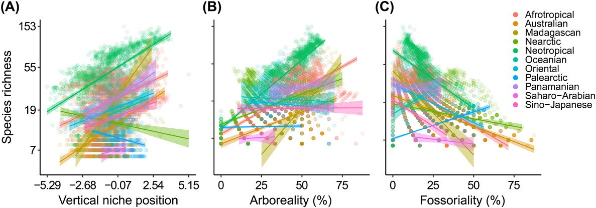 EcographyJourna's tweet photo. Vertical stratification influences global patterns of #biodiversity https://t.co/jgKs7QJo2A @BrettScheffers #macroecology #arboreality #fossoriality https://t.co/IiCj904V8k