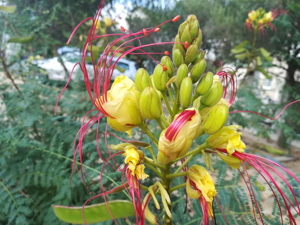 #nature #outdoor #vegetation #botanical #plant #summer #green #pretty #beautiful #blume #schön #natur #природа