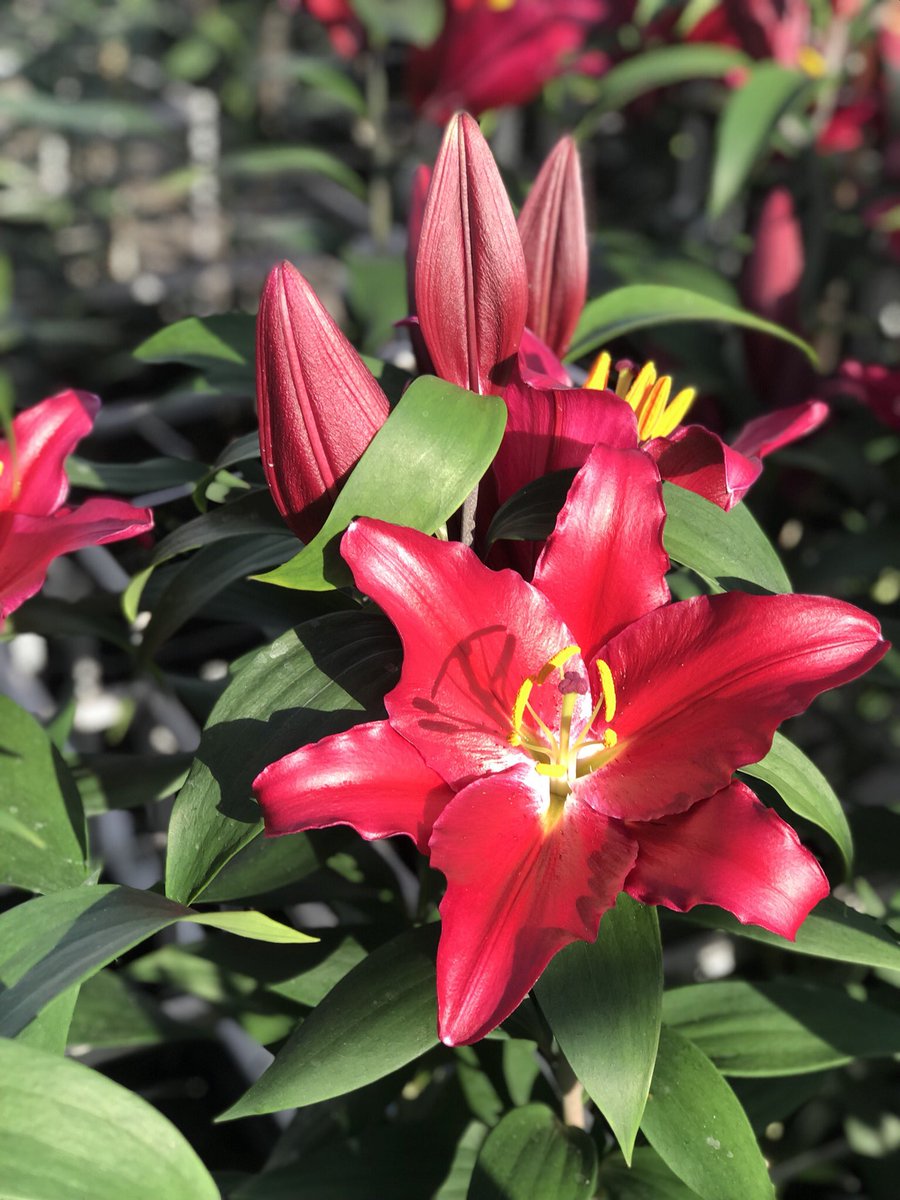 BolthaBV's tweet photo. Oriental ‘Bombastic’ in test greenhouse Boltha #redlilium #orientallily #lilium #redflowers #flowerbulbs https://t.co/IMbJg1bxxe