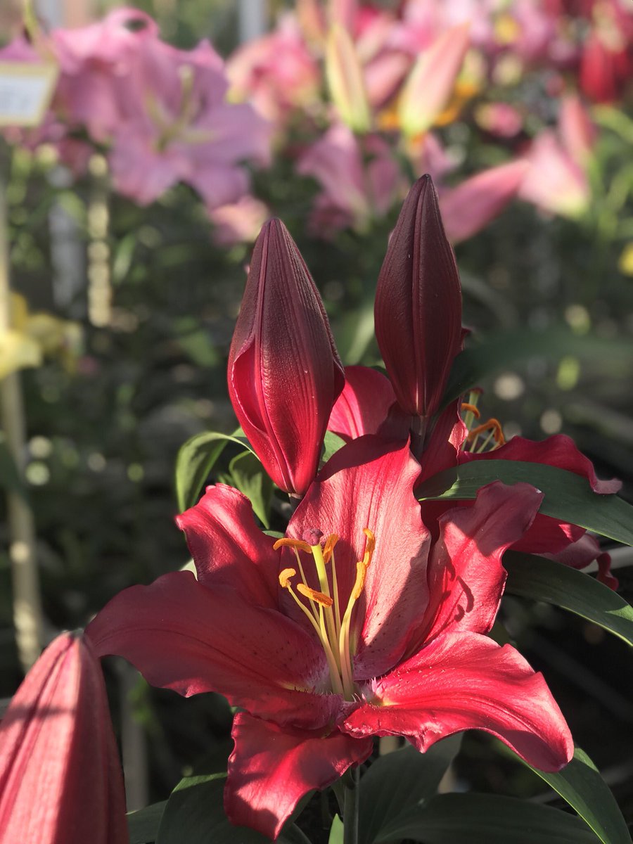 BolthaBV's tweet photo. Oriental ‘Bombastic’ in test greenhouse Boltha #redlilium #orientallily #lilium #redflowers #flowerbulbs https://t.co/IMbJg1bxxe