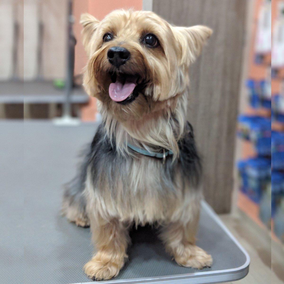 Poppet is all smiles after his spa session at Red Paws!
.
#redpawsdelhi