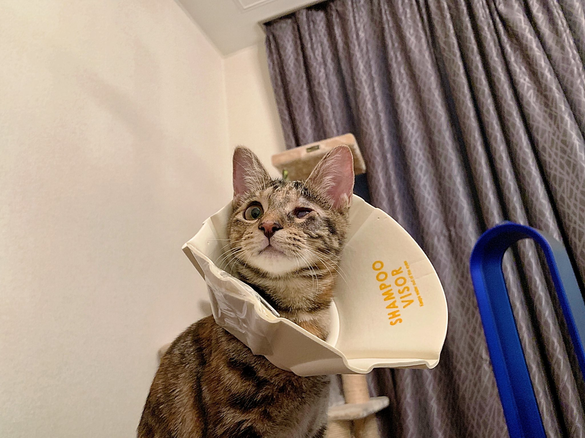 友子ちゃんとお兄ちゃん ねこ フェレット בטוויטר 手作りエリザベスカラー第3弾 100均にあるシャンプーハット 1番手軽で 角もないので処理も必要なし 4枚目 目をかいかいすると届きそうだけど お腹を舐めないようにする為のカラーだったらこんな風にする