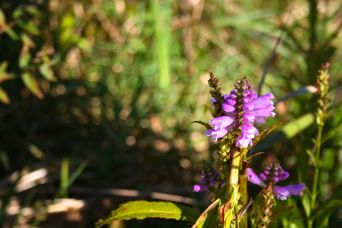 EsyPhoto's tweet photo. #chsnature https://t.co/nxFyMN6g2K