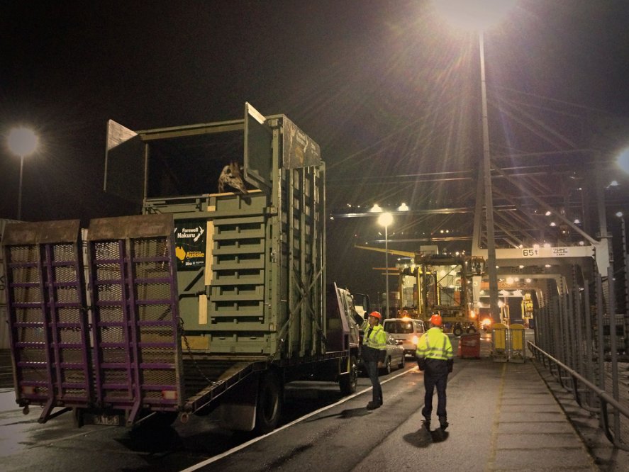 Throwback Thursday: Remember the time when Maersk transported Nakuru the Giraffe across the Tasman sea?

Thanks to our special cargo team, Nakuru made it safely to Auckland.

If you have something special you need to ship, here's how we can help: bit.ly/myspecialcargo

#tbt