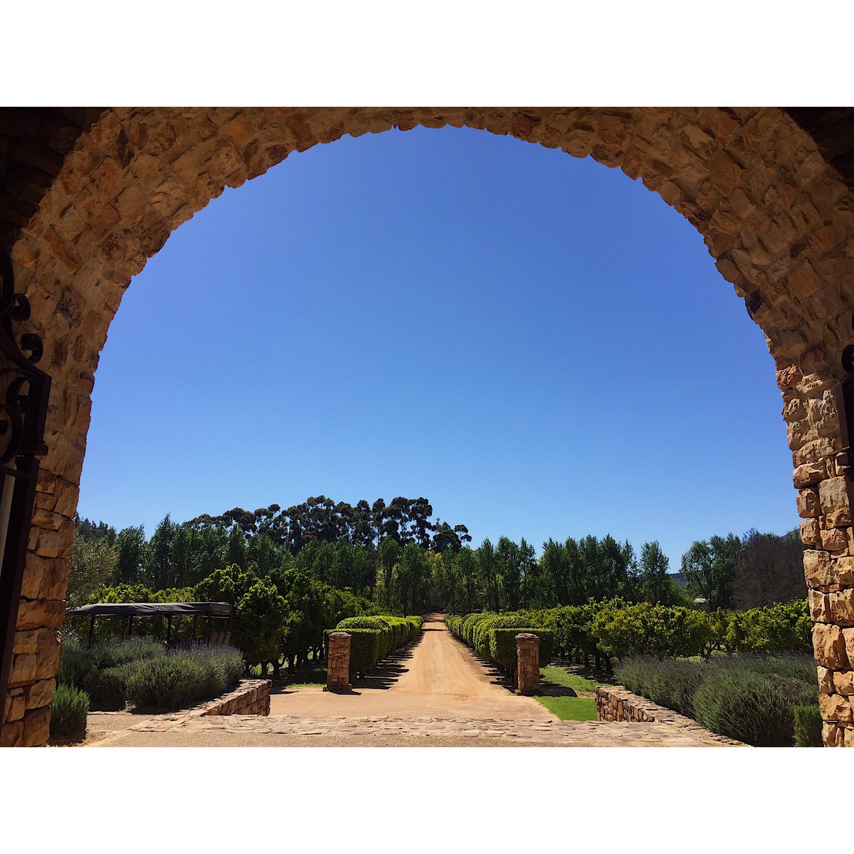 CaitlinKat1's tweet photo. With blue skies, sunshine and warm temperatures predicted for the next week what better way to enjoy the weather than with a tasting at @waterfordestate?🥂

#waterfordestate #waterfordway #waterfordexperience #waterfordseasons #waterfordsummer #winetasting https://t.co/YlNkLaJ830