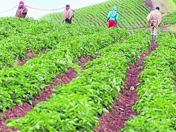 Portafolioco's tweet photo. Es posible convertir al país en una despensa agrícola global https://t.co/Z2dEWEjYdP #25AñosPortafolio https://t.co/ZmwxHqBBXu