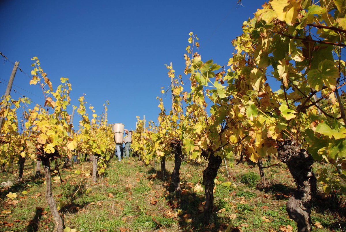 #Harvest2018 in Gueberschwihr in the #vines of the famous Clos Saint-Imer, owned by Domaine Ernest BURN #DrinkAlsace