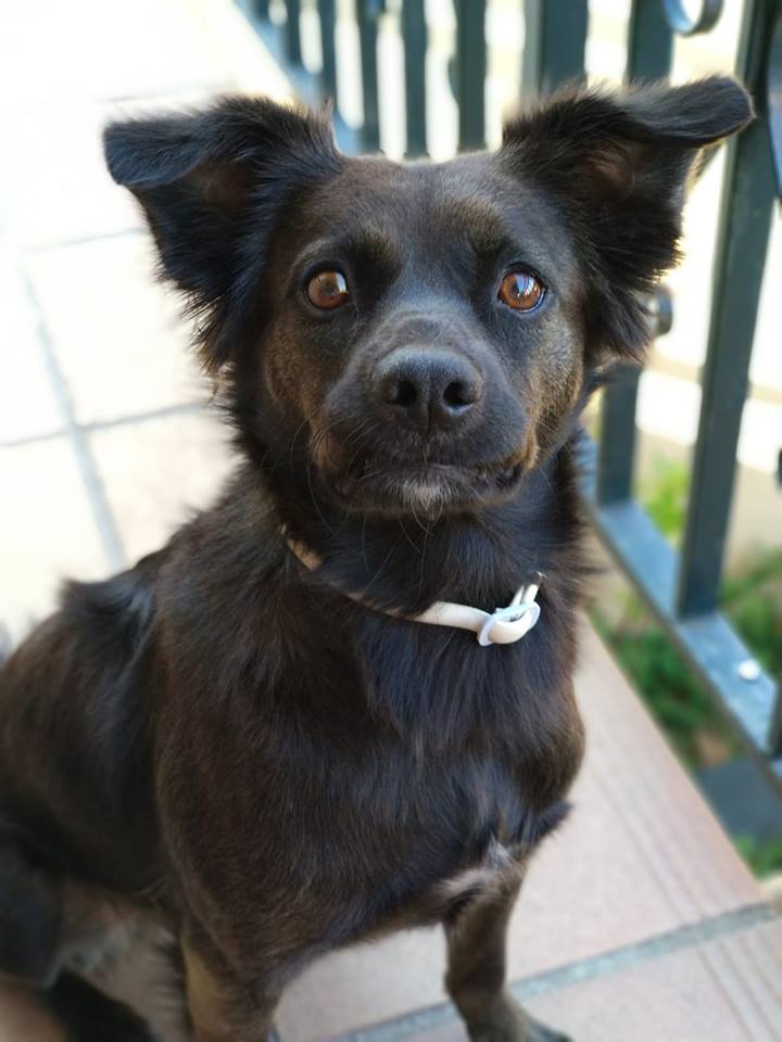 NuevaVidaAdop's tweet photo. #madrid
MARVEL #PerroPerdido en #Alcorcon 
zona:Parque Oeste-Retamas
Chipado,lleva arnes negro con chapa identificativa
MUY miedoso,no intentar coger
☎️660194194 
      606741458 https://t.co/4jvAOCcdWP