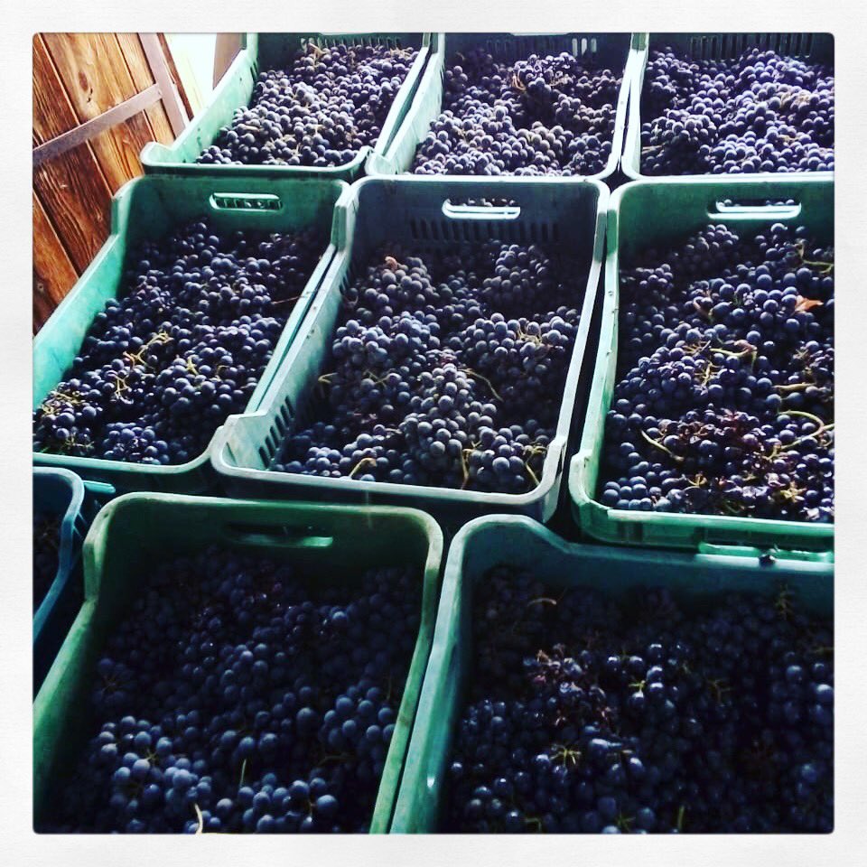 Esta es la bellísima 🍇 nebbiolo que nos llegó desde San Vicente, al sur de #Ensenada 

Así luce la felicidad antes de volverse líquida 🍷 en <a href="/VinosSaltodeFe/">VinosSaltodeFe</a>