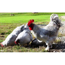 VisitDuncanOK's tweet photo. Happy Hens Auction, Oct 6th Stephens, County Fair &amp; Expo Center. Check https://t.co/9OCtSJBbO6 for details. https://t.co/kF64oXoSO0