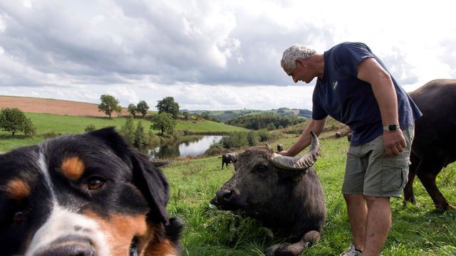Vetitude's tweet photo. Le #lait de #bufflonnes, antidote à la crise pour des #éleveurs du Massif Central https://t.co/m4cWDVKUFn https://t.co/tWnxpt3pjn