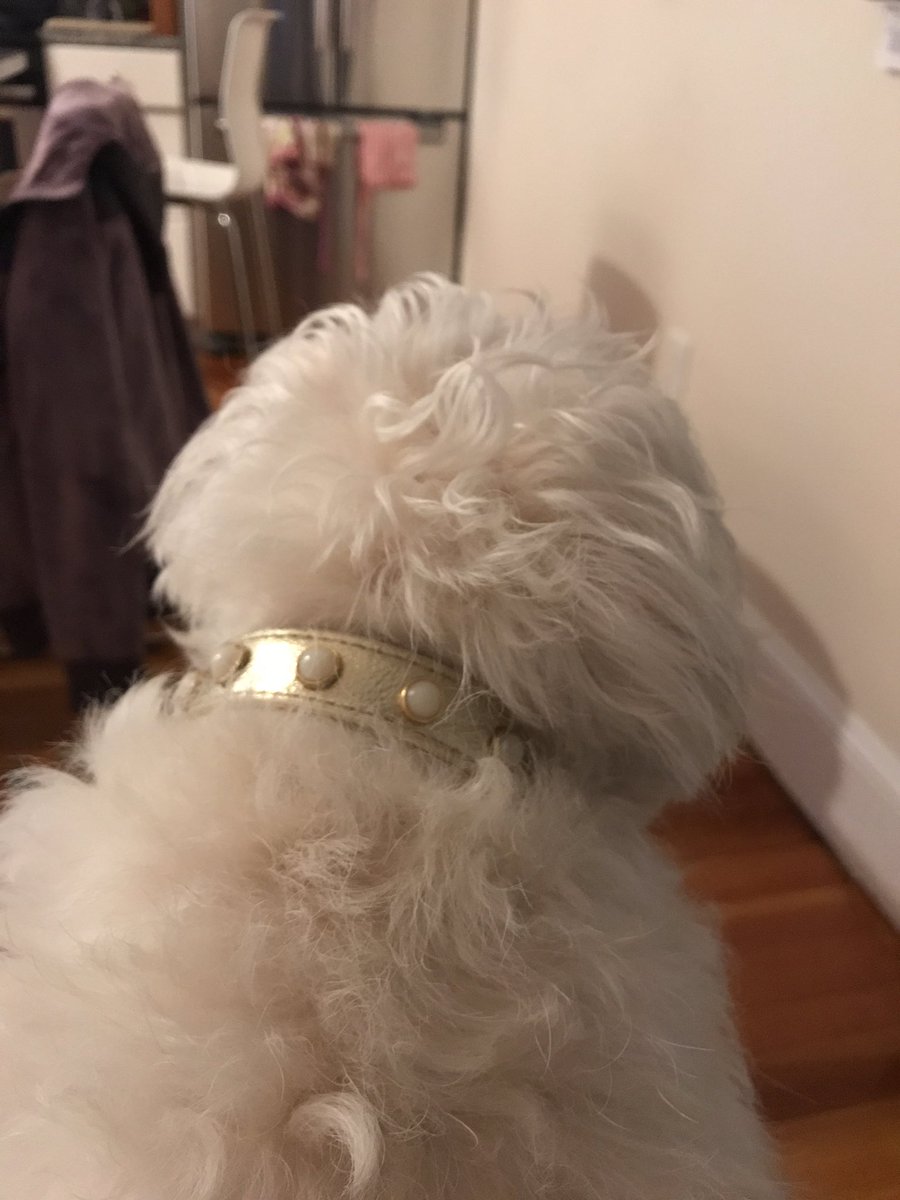 JavaKeepsMeWoke's tweet photo. When you’ve got a ton of work to do (to include getting dressed for work) but you sit in the kitchen w a fat potato dog in your lap and stare at your phone. #greatuseoftime https://t.co/znv1RmbLOU