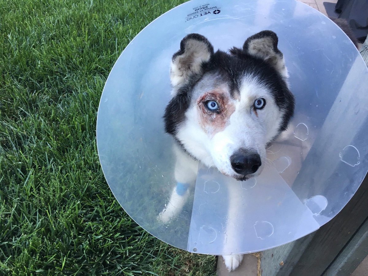 JoyceMessin's tweet image. We almost put our dog down last week due to a huge tumor over his eye. Luckily he’s still with us. 💝 But dang, @Petco  talk to your advertising team about their poor choice of words on this @ScienceDietFood  mailer. 😭