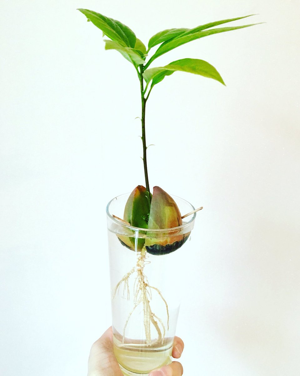 NicolaFurbisher's tweet photo. Hey you lot, look at Audrey III! Pleased to report she’s doing rather magnificently... #projectavocado #avocadoplant #avocadopit #avocado https://t.co/AYjmEvsgTG