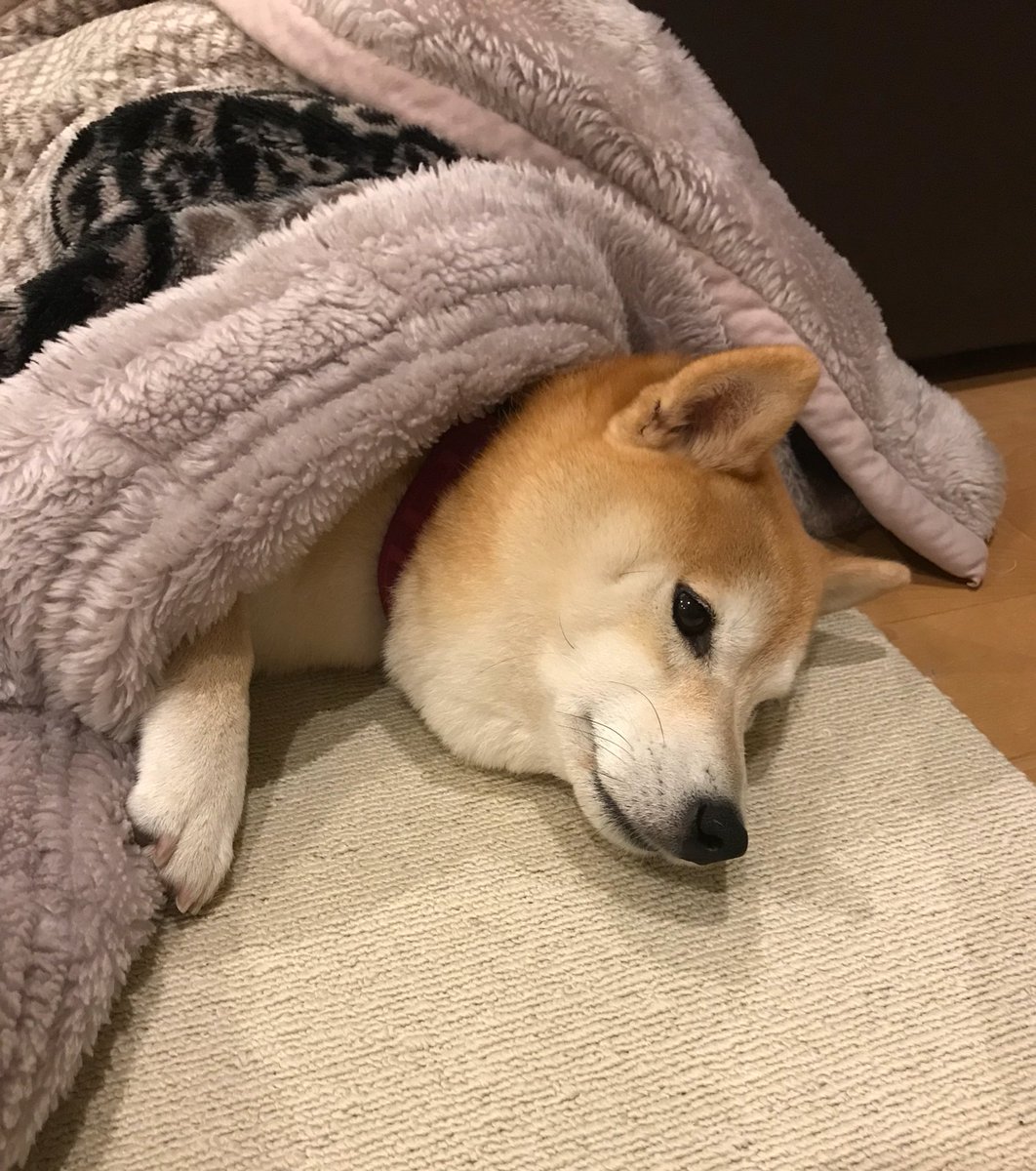 柴犬のモモ على تويتر 毛布暑いわスヤァ 柴犬 愛犬 犬 Shibainu Shibadog Cute Kawaii 柴犬のモモ على تويتر 毛布暑いわスヤァ 柴犬 愛犬 犬 Shibainu Shibadog Cute Kawaii