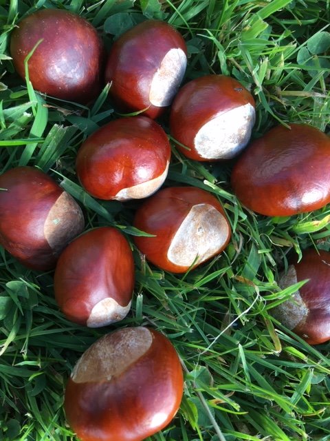 LeeAssessor's tweet photo. Great session @NorthlandColl working on the grounds @KirkleyHall.
#superweather #conkers https://t.co/thbikv5mTE