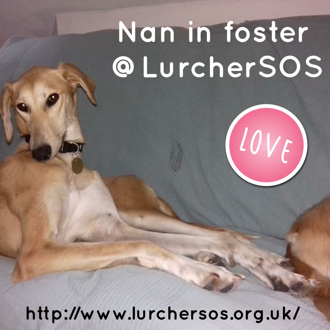 Nightowl400's tweet photo. Plz RT to help the lovely lurchers @LurcherSOS find their pawfect forever homes this #woofwoofwednesday All info and enquiries at https://t.co/8WiiU9AksB #TeamZay #adoptdontshop #ItsAllAboutTheDogs https://t.co/Ph3raunslZ