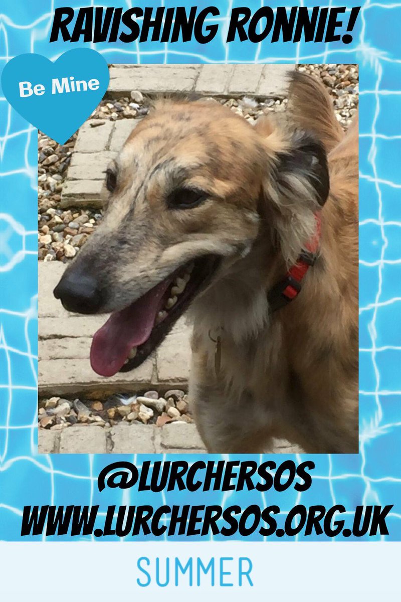 Nightowl400's tweet photo. Plz RT to help the lovely lurchers @LurcherSOS find their pawfect forever homes this #woofwoofwednesday All info and enquiries at https://t.co/8WiiU9AksB #TeamZay #adoptdontshop #ItsAllAboutTheDogs https://t.co/Ph3raunslZ