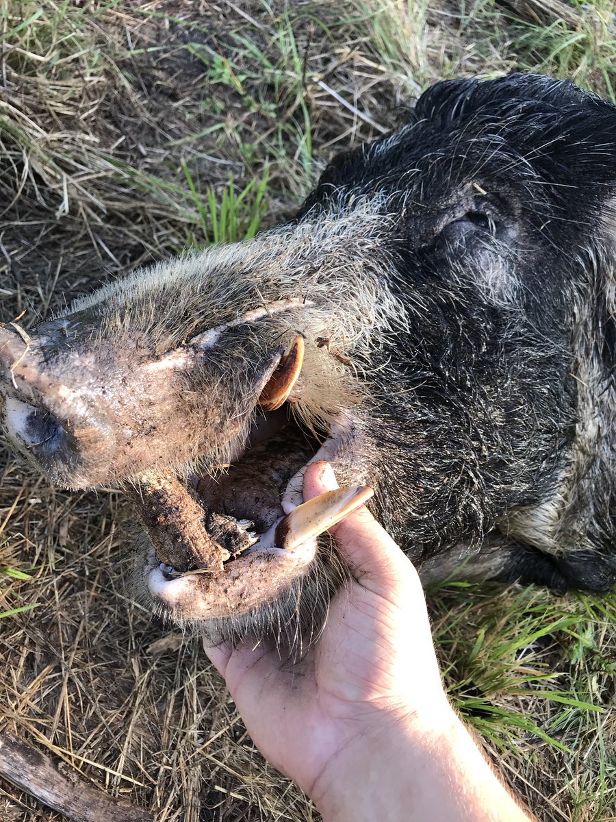 RoweAlec's tweet photo. This KY boy got it done this morning in South Florida. My first hog https://t.co/PrLmCyqV6c