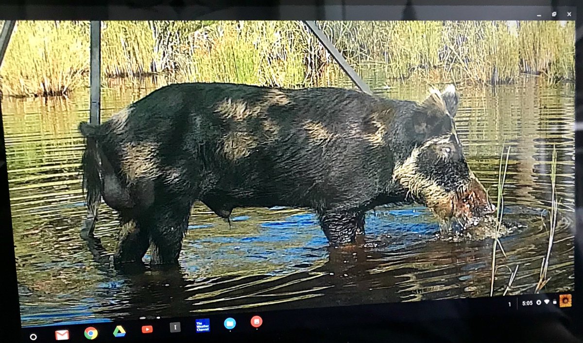 RoweAlec's tweet photo. This KY boy got it done this morning in South Florida. My first hog https://t.co/PrLmCyqV6c