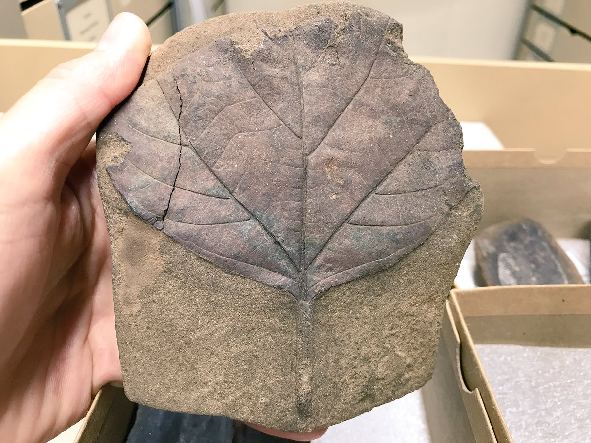 carrieeaton's tweet photo. Current news got you down? Check out these fossils and think of falling leaves from hardwood trees growing in Cretaceous forests over the heads of dinosaurs many millions of years ago. https://t.co/aWrFcf7G2U