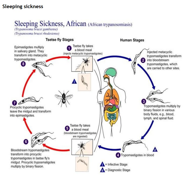 LSTM_NTDs's tweet photo. Sleeping Sickness Cycle #ntds https://t.co/YlKHsTwLmB