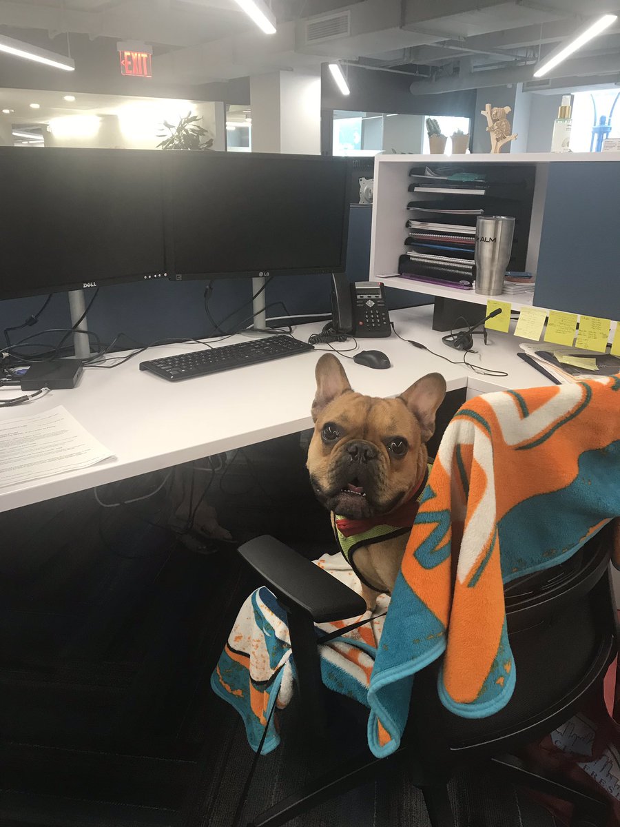 ALMGlobal_'s tweet photo. Some of our employees furry friends came to visit at work today. #insideALM #dogsatwork https://t.co/BdSTZxgzqu