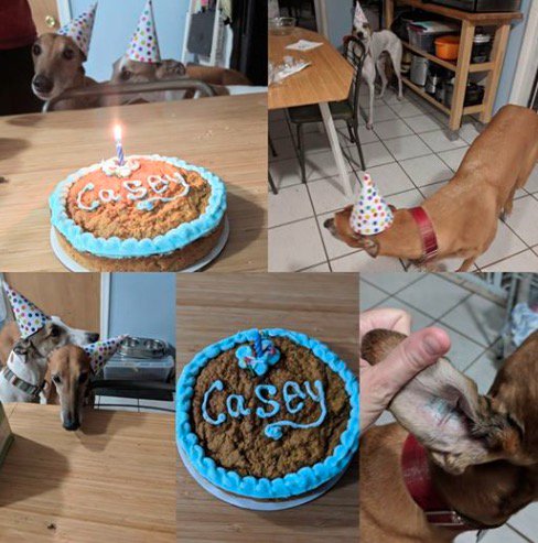 Happy 8th birthday, Casey!

Photo: GFNJ adopter Liz M.  