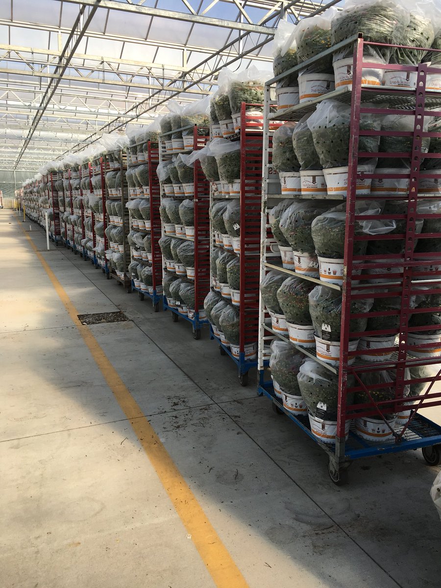 Stephen_E_Camp's tweet photo. #DropnDecorate #loadingbythethousands @thehomedepot #salesdriver @Pat_Fischetti @DGLGM @DanStuppiello @PPSinHD @PPS_Mitchell @JarrettBennett3 @PPSmidwest @DyerEric18 @PJPeterson5 @MetrolinaGHS @PNewtonPlants @timtheyank @PPSLinda @PPSKare @LennyfrischPPS @NorliaSumpter https://t.co/IEP5e8H4eR