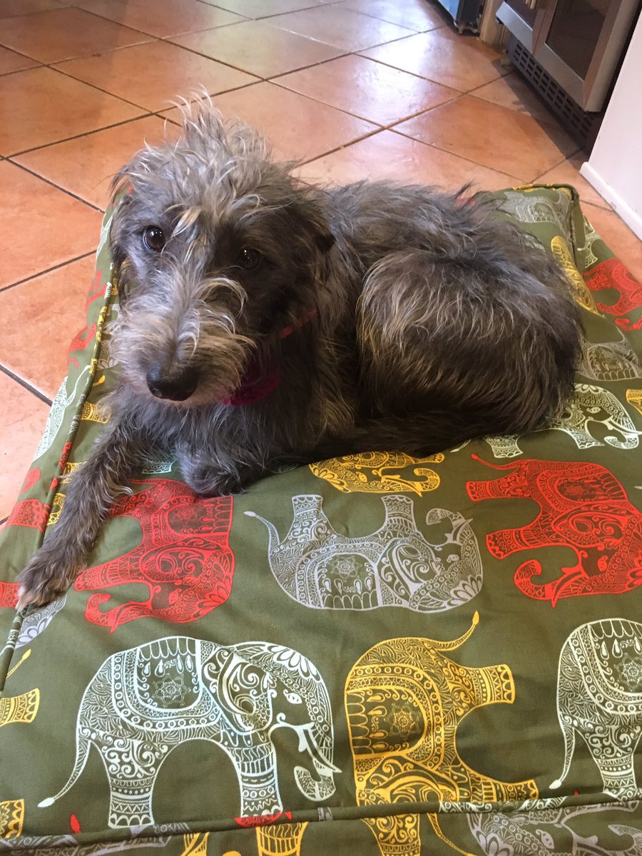 indigotree1's tweet photo. New dog beds - different colours and prints in stock ๐บ #dorisloves #streatham https://t.co/ZKmrJX44Ur