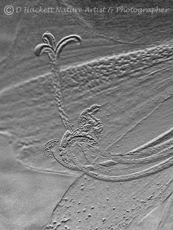 dhackett4150's tweet photo. #art #digitalart #flower #amaryllis #dhackett #etched #fineart https://t.co/gyEGRfibnH https://t.co/vWMLSe0kqV