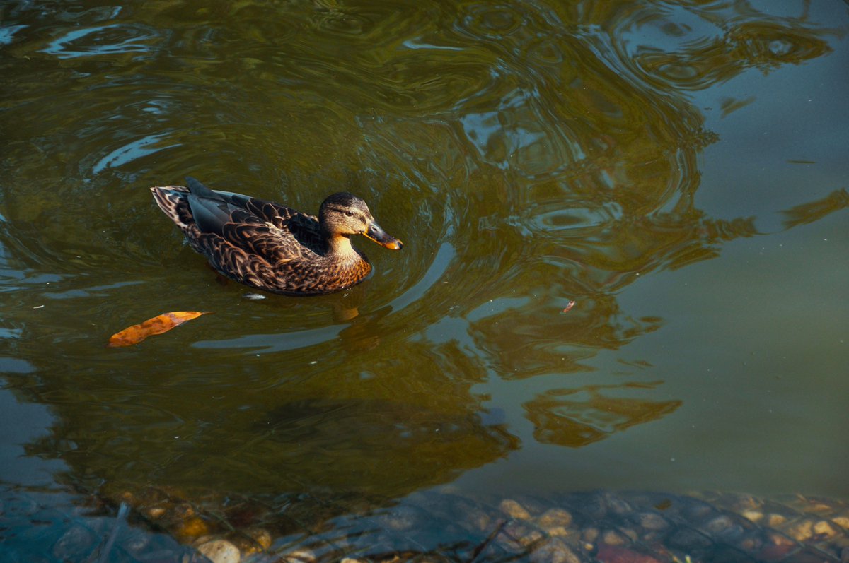 grenius3's tweet photo. Duck and fish

#photography  #Animals #nature https://t.co/zBoAC73kaj