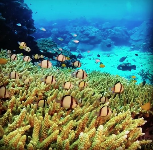 Stressed out? Need some distraction? Our natural fish tank will help. 🎥 Credit Jill Kelly #flysolomons #visitsolomonislands @uepiisland #naturesfishtank #adventurebegins