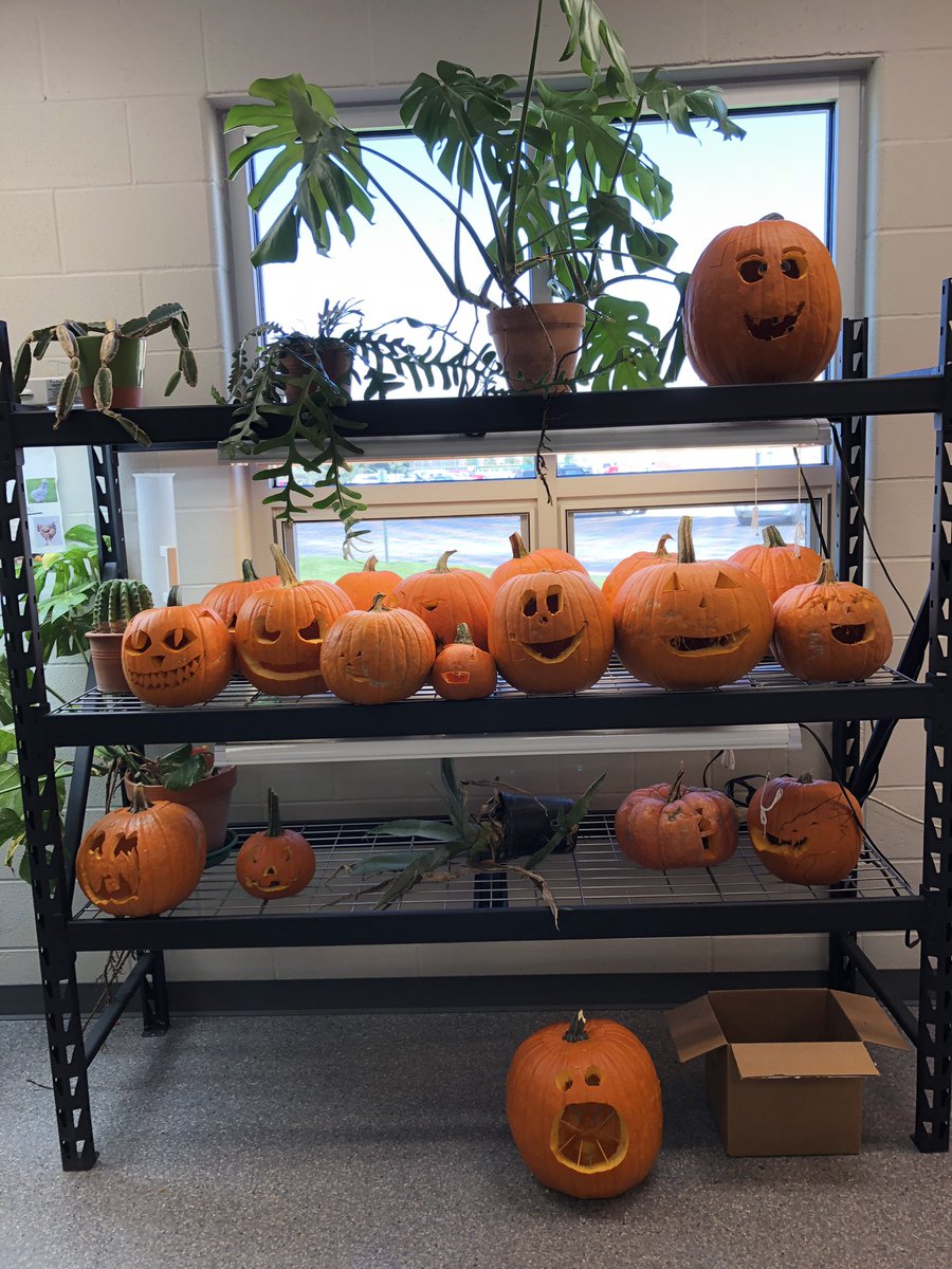 Maize High FFA tweet media