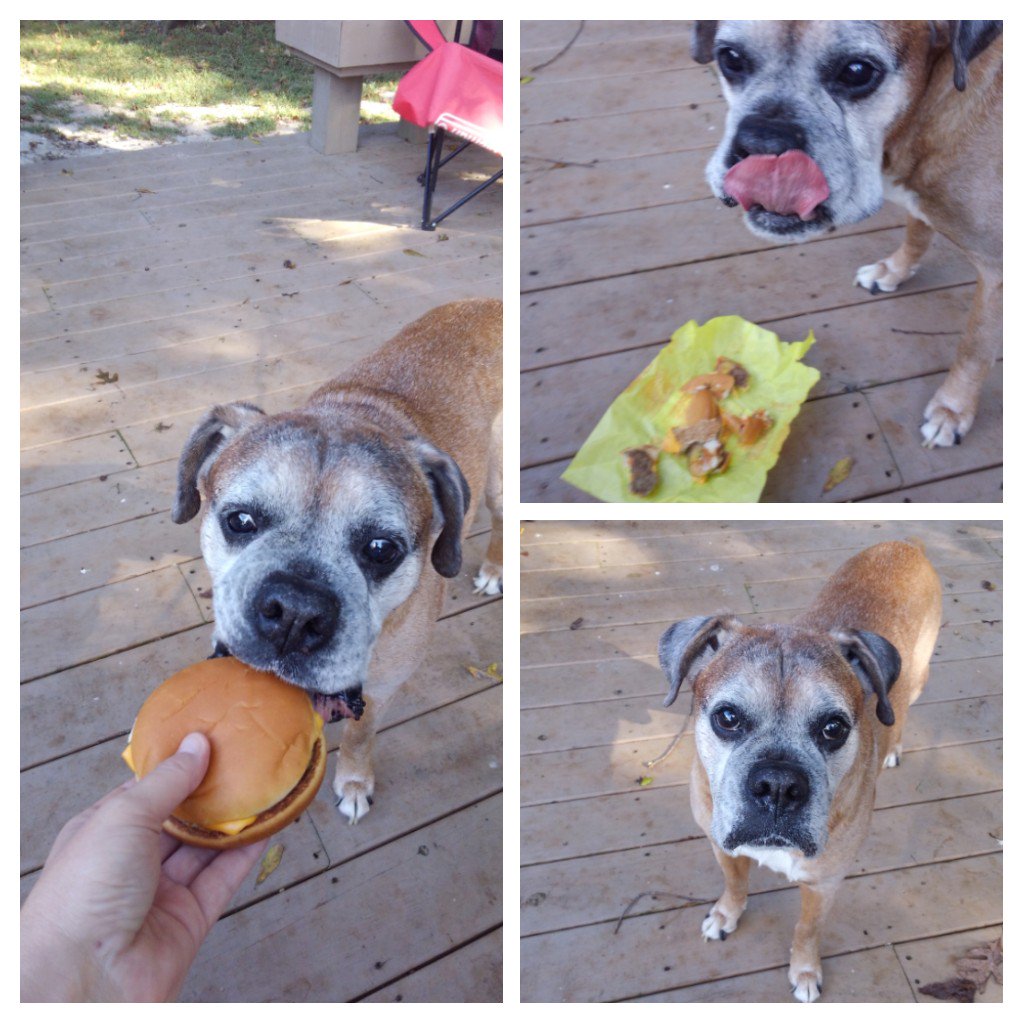 Mufasa enjoying his #freedomburger in honor and memory of the great #jeffnix #boxerrescue #boxernation