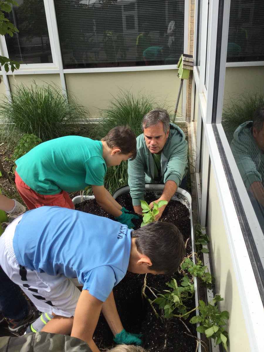 dave_celli's tweet photo. Harvesting our fall crop of potatoes grown in the Viola courtyard@violaachieves https://t.co/sXlVNjDeGL