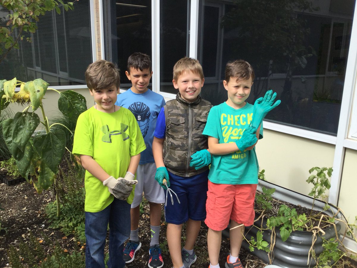 dave_celli's tweet photo. Harvesting our fall crop of potatoes grown in the Viola courtyard@violaachieves https://t.co/sXlVNjDeGL