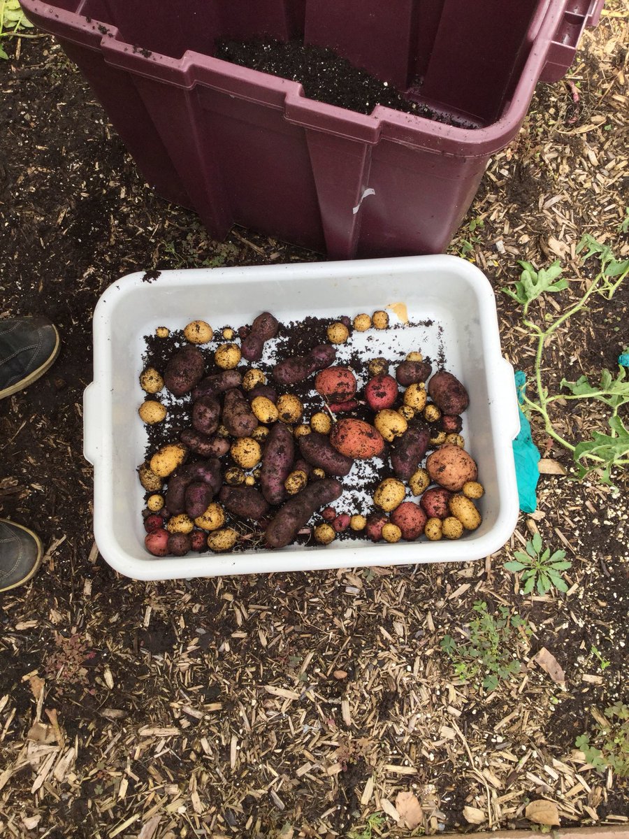 dave_celli's tweet photo. Harvesting our fall crop of potatoes grown in the Viola courtyard@violaachieves https://t.co/sXlVNjDeGL