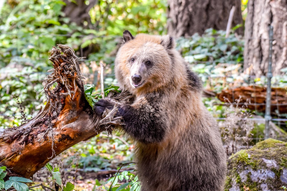 NorthwestTrek's tweet photo. THIS IS A TEST of the Baby Bear Alert System. No action is needed.
#PresidentialAlert #grizzlycub https://t.co/MfEhhMNxXb