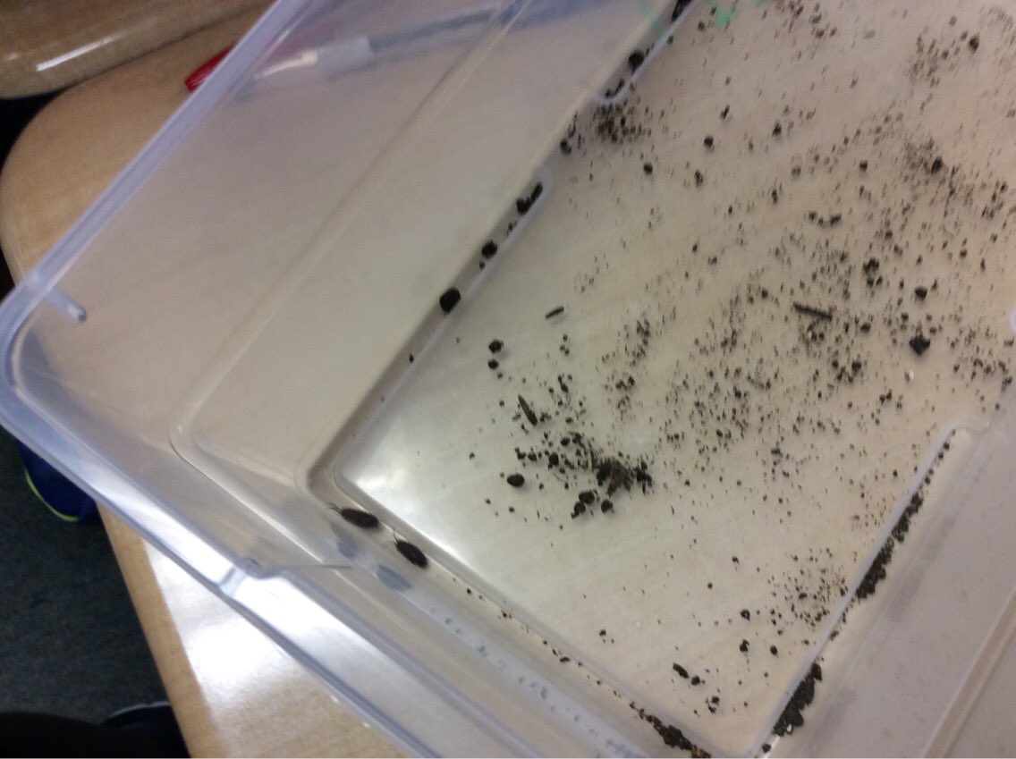 MrsAzark's tweet image. PILL BUGS!!! -JC #TCIscience #trapped #EngageD64 @RooseveltD64