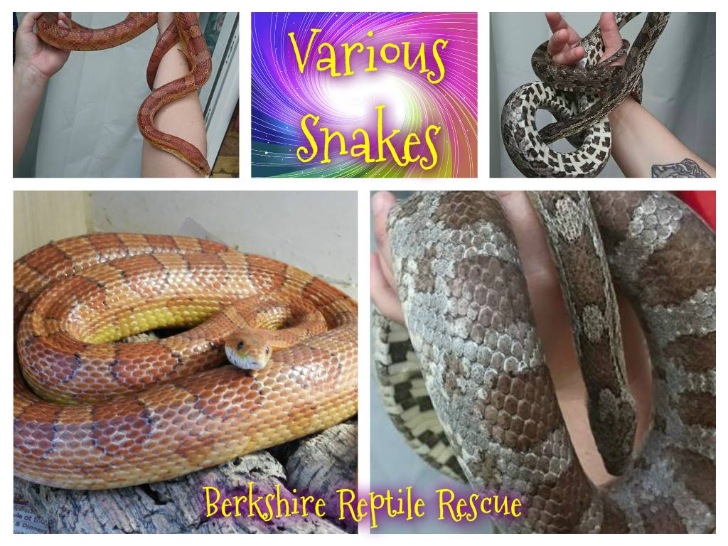 The_Animal_Team's tweet photo. Various sizes, sexes, breeds of snake all waiting for a foreverhome. Please contact Graham Martin. Email - pondguy@ntlworld.com #snakes #AdoptDontShop #BerkshireReptileRescue #Easthampstead #Bracknell #GetYourRescueOn #Reptiles https://t.co/8bXAPVMo0t
