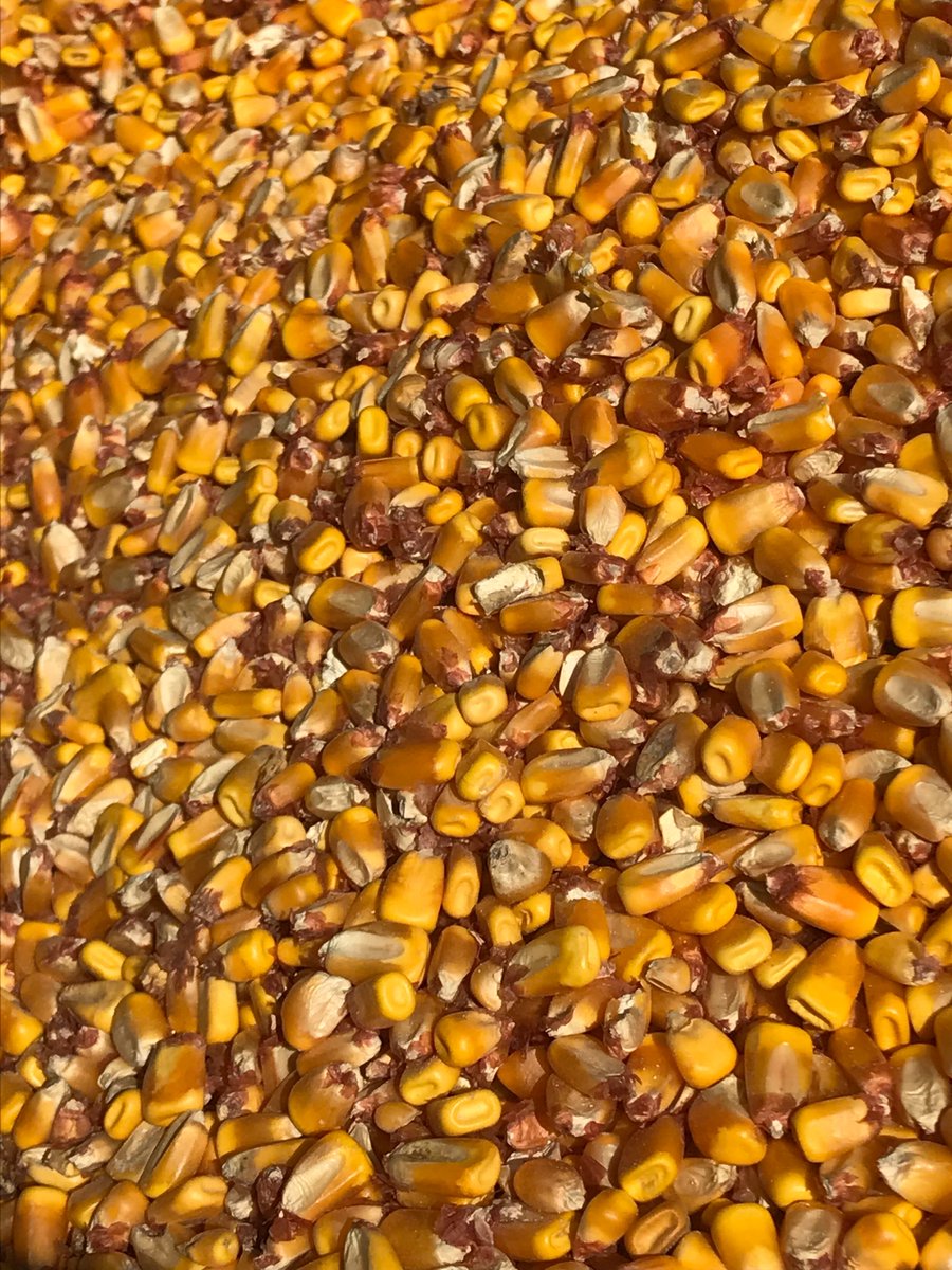 GISCcoop's tweet image. Happy #Harvest2018 from Momence, IL! #harvest #gisc #coopmonth #farm #farms #farming #farmer #corn #crop #crops