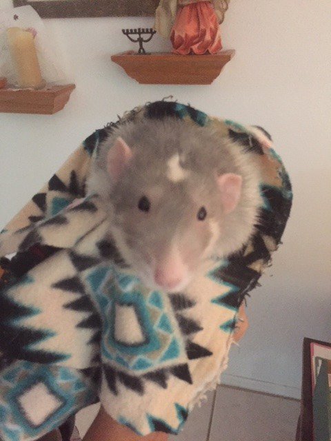 Neutered male Arnold seeking some new female friends. This handsome dumbo male will be available as of the 12th. Do you have a place for him? #petrats #RATS #adoptdontshop