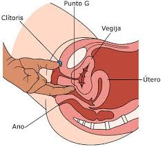 Dari Twitterissa Se Supone Que El Punto G Femenino Esta A Pocos Centimetros De La Entrada De La Vagina Aqui Os Dejo Cuatro Fotos Del Google Que Lo Ubican Aprox A Falta