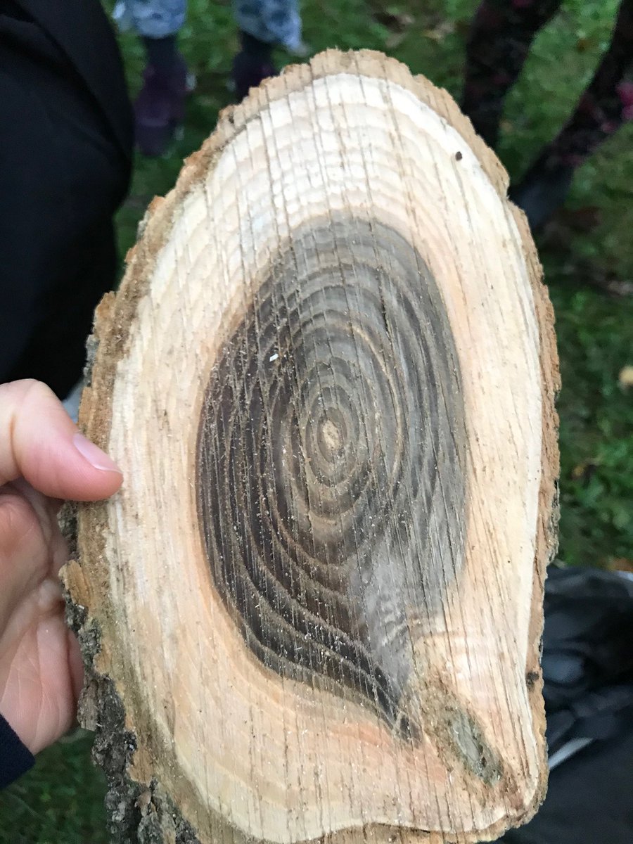Oakvillegreen's tweet photo. A big thank you to @JeffDickie for hosting our Tree Tour at Forster Park last night, and @townofoakville for supporting #TreeTales and the Backyard Tree Planting Program.
It's not too late to register for a #backyardtree! Visit https://t.co/kL8tO1721b to learn more and sign up! https://t.co/M7Bmv8S9MH